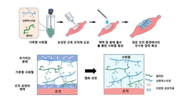 젖은 환경에서 부착성을 유지하는 분말형 수화젤 모식도