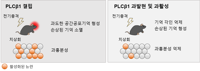 해마 치상회에서 'PLCβ1' 발현을 조절해 관찰된 결과 요약