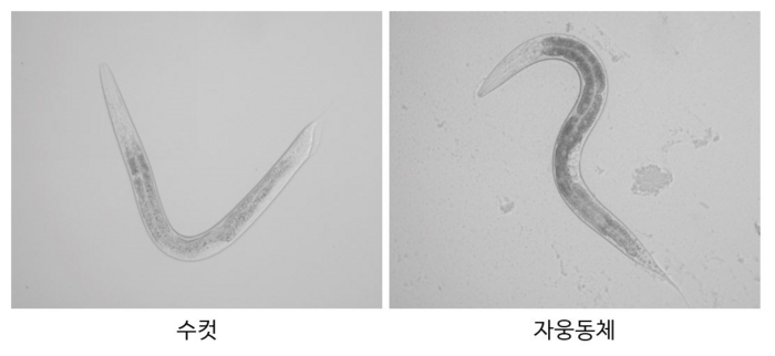 예쁜꼬마선충 수컷과 자웅동체