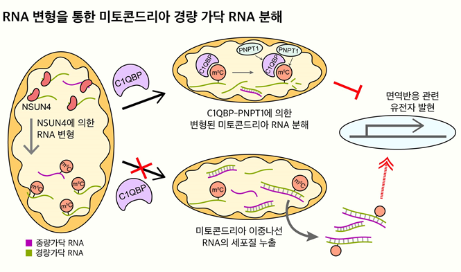 미토콘드리아 RNA 변형을 통한 경량 가닥 RNA의 선택적 조절 기전 모식도