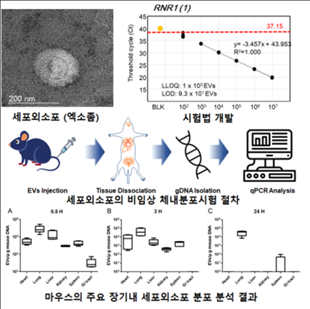 세포외소포의 비임상 생체 내 분포 평가. 조영우 박사 제공