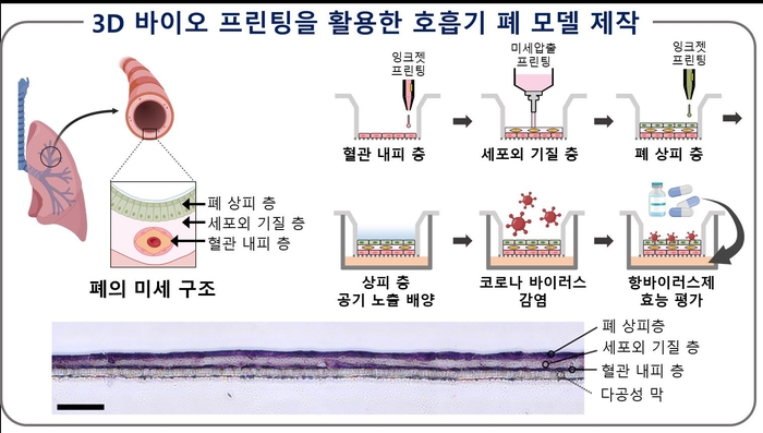 3D 바이오 프린팅을 활용한 폐 모델 제작 방법과 실제 폐 모델 단면도