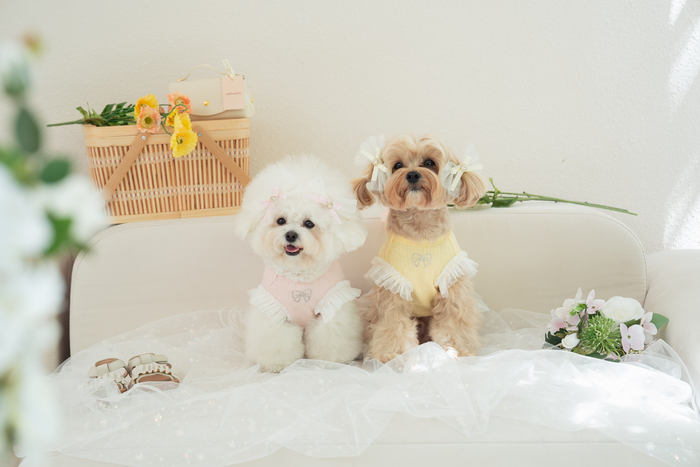 [마이펫페어] 애플멜로우, 반려견 의류 '러브모어' 라인 소개