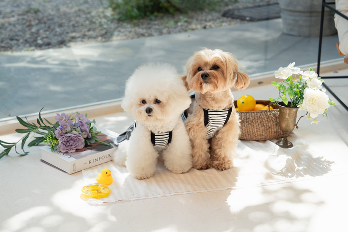 [마이펫페어] 애플멜로우, 반려견 의류 '러브모어' 라인 소개