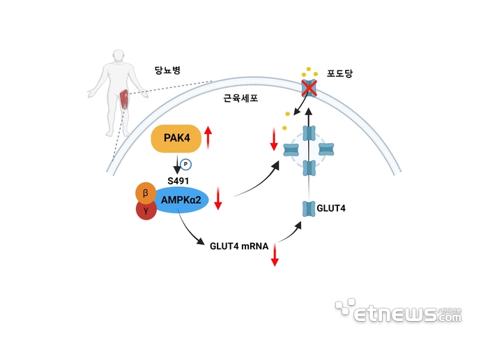 전북대 연구팀의 당뇨병 치료의 새로운 표적 발견관련 모식도.