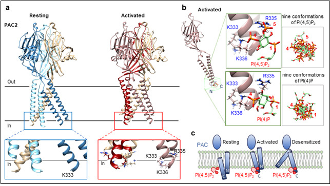 PAC 채널의 활성화에 따른 구조변화 및 PI(4,5)P2 결합 원리 계략도