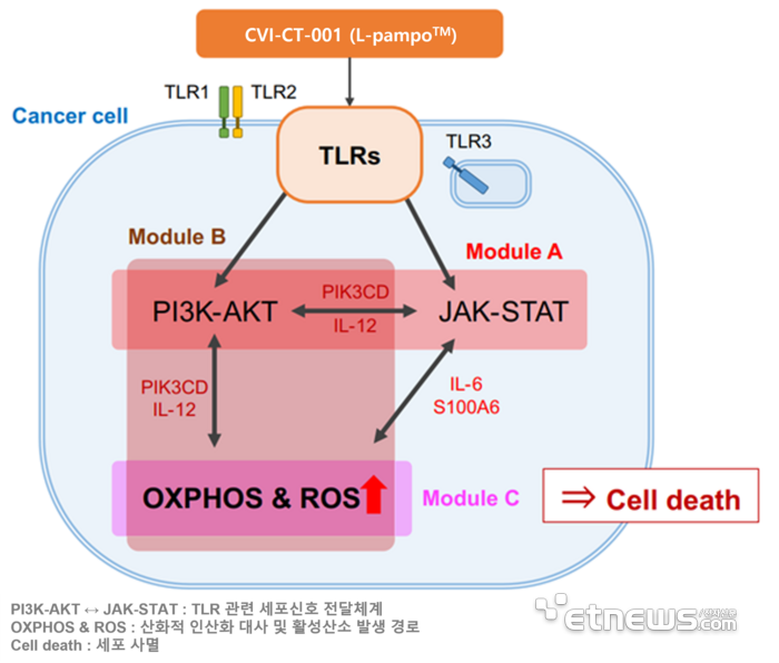 AI 알고리즘을 활용하여 예측한 면역항암제 CVI-CT-001의 암세포 사멸 관련 경로 도식