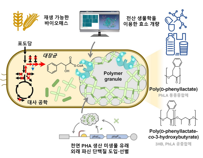 향족 폴리에스터 생산 미생물 개발 전략. KAIST 제공