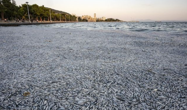 그리스 중부 항구도시 볼로스의 모래사장이 죽은 물고기 떼로 뒤덮였다. 사진=EPA 연합뉴스