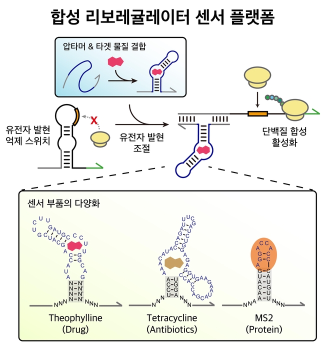 다양한 압타머 서열을 통해 타겟 물질에 의한 박테리아 유전자 발현을 조절하는 센서 플랫폼