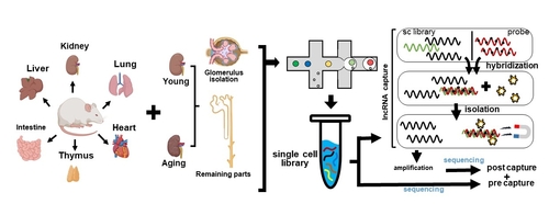 6개의 조직 및 노화 신장에서 단일세포 분석 기술과 타깃 기술을 융합한 분석 모식도.