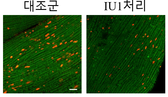 IU1 약물 처리 시 초파리 근육 내 잠재독성단백질체가 감소된 모습. 현서강 교수 제공