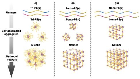 다중 블록 공중합체가 네트머를 기반으로 자기조립화 해 하이드로젤 네트워크를 형성하는 메커니즘 개념도