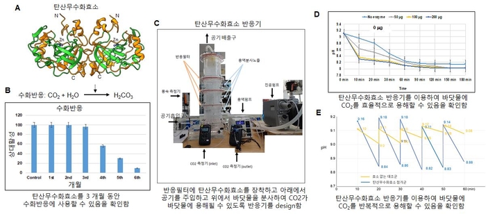 연구관련 이미지. 탄산무수화효소 구조 (A), 탄산무수화효소 내구성 (B), 탄산무수화효소 이용 공기 중의 CO2를 바닷물 용해를 위한 반응기(C), 반응기 이용 CO2의 효율적인 바닷물 용해 (D, E)