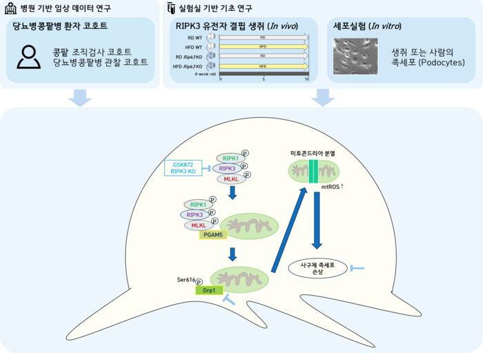 당뇨병콩팥병에서 RIPK3를 타겟으로 하는 새로운 치료전략 개념도.