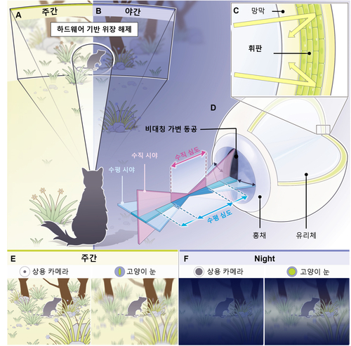 고양이 눈의 구조적 및 기능적 특징.