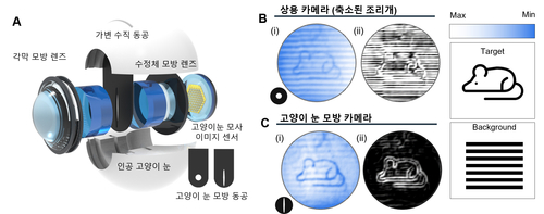 고양이 눈에서 영감을 받은 시각 시스템의 이미징 데모.