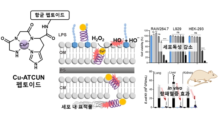 Cu-ATCUN 항균 촉매 펩토이드 모식도와 항균 작용 메커니즘 및 동물모델 항균 효과 유효성 검증.