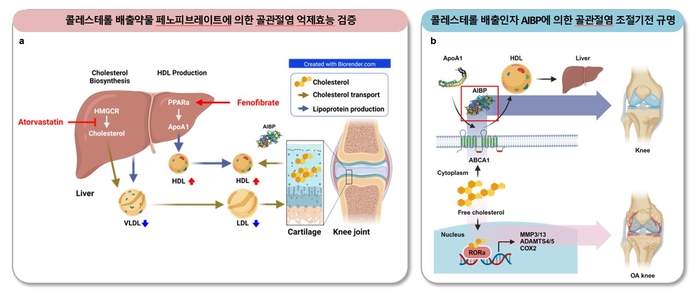 류제황 전남대 교수팀고지혈증 약물의 골관절염 치료 효능 입증.