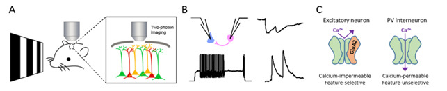 연구관련 이미지. A, Two-photon calcium imaging 기술을 이용한 대뇌 시각 피질 또는 해마 뇌세포의 활성도 측정. B, 세포 연결망, 흥분성, 시냅스 가소성에 대한 생리 신호 조사. C, Feature selectivity에 관여하는 AMPAR subunit의 특성