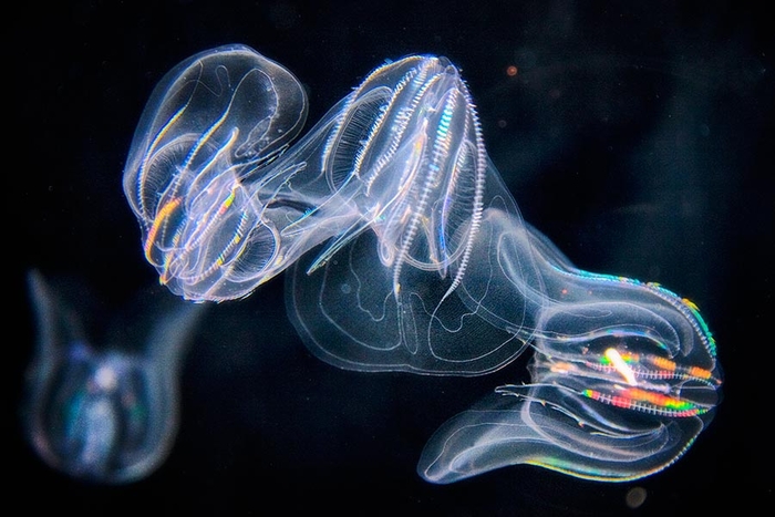 빗해파리. 기사와 직접적 연관 없음. 사진=Aquarium of the Pacific