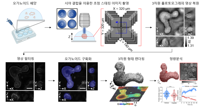 연구 흐름도. 홀로토모그래피를 이용하여 오가노이드의 3차원 형태 복원 및 정량적 분석을 할 수 있다.