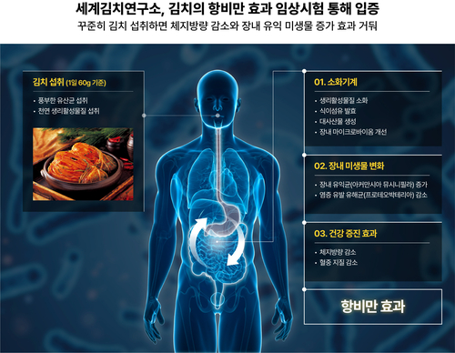 김치의 항비만 효과에 대한 임상시험 결과 체계도.