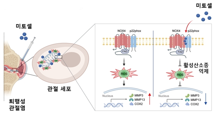 신규 퇴행성 관절염 치료제 '미토셀' 치료 기전.