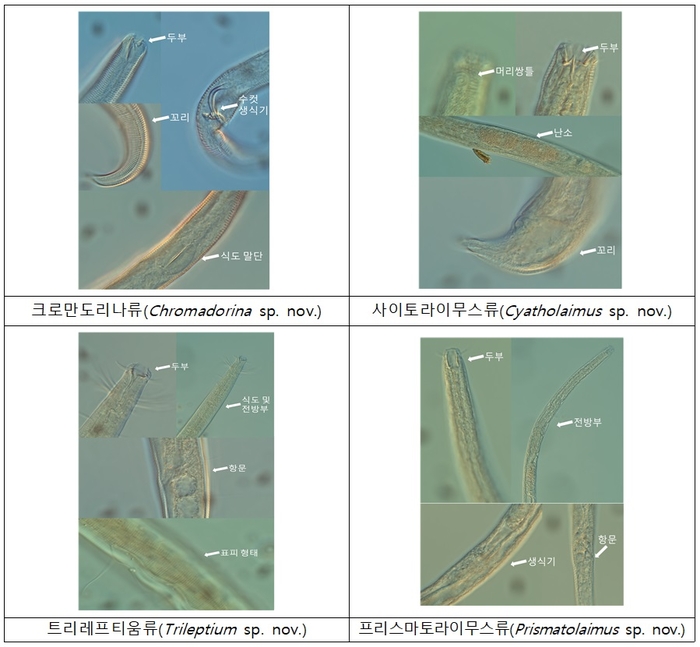 국립생물자원관이 발견한 신종 선형동물 4종. 사진 출처 : 신종 선형동물 현황