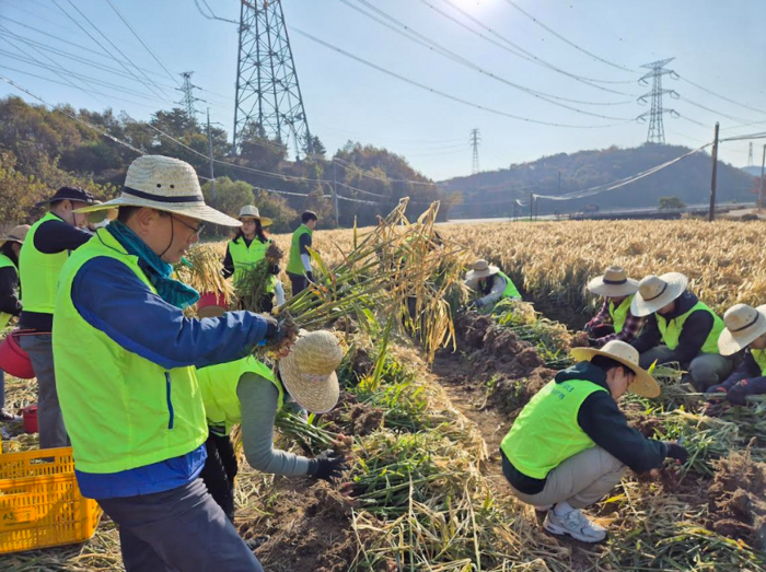 12일 강신노 농협은행 리스크관리부문 부행장과 직원들이 충남 서산시 농가를 찾아 수확철 일손돕기를 진행하고 있다.