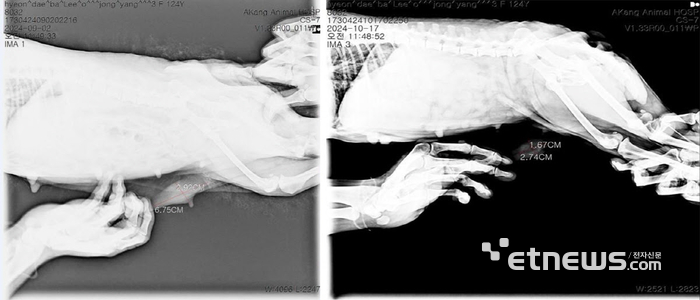 반려견 대상 폴리탁셀 4.5㎎/㎏ 항암효능시험 결과, 유선종양 크기. (제공= 현대바이오) (좌)투약 전 유선종양 크기(가로 6.75cm-세로 2.92cm), (우)투약 후 유선종양 크기(가로 2.74㎝-세로 1.67㎝).