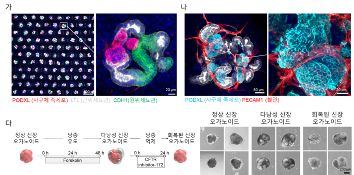 유니맷에서 대량으로 생산된 신장의 네프론 구조가 구현된 신장 오가노이드, 혈관 구조가 형성된 신장 오가노이드 다. 유니맷을 활용한 다낭성 신장 질환 및 약물 평가 모델 구축.