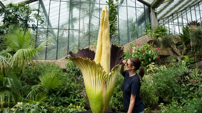 '시체꽃'이라고 불리는 '아모르포팔루스 티타눔'. 사진=kew gardens