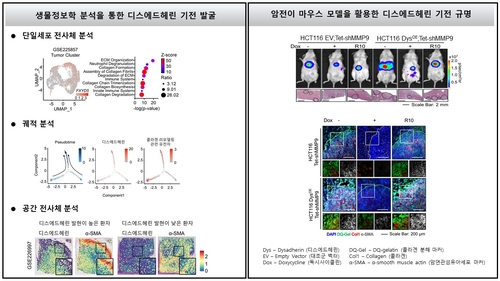 디스에드헤린에 의한 콜라겐 리모델링 기전 규명.