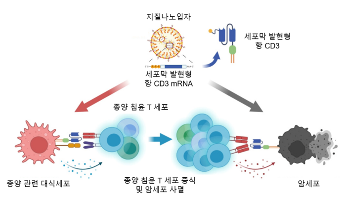 세포막 발현형 항 CD3 mRNA 지질나노입자를 통한 종양 침윤 T세포 증식 및암세포 사멸 전략 모식도.