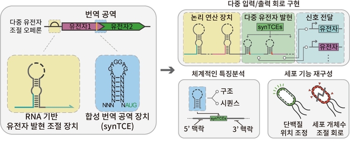합성 번역 공역 장치의 디자인 및 다중 입·출력 회로 구현 및 세포 프로그래밍에 관한 모식도