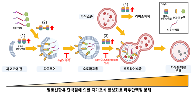 발로신 함유 단백질에 의한 자가포식 활성화로 타우단백질이 분해되는 과정