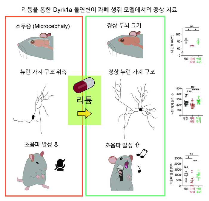 리튬을 통한 자폐 생쥐 모델 증상 치료