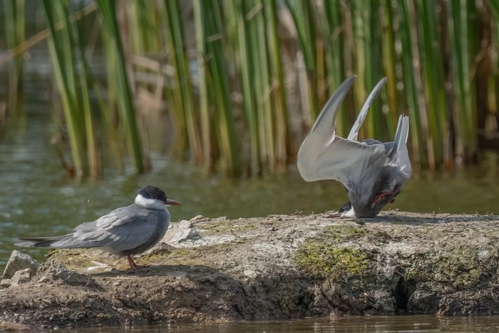 '니콘 코미디 와일드라이프 어워즈 2024' 조류 부문 수상작 'Whiskered Tern crash on landing'. 사진=Damyan Petkov (Bulgarian)/comedy wildlife photo