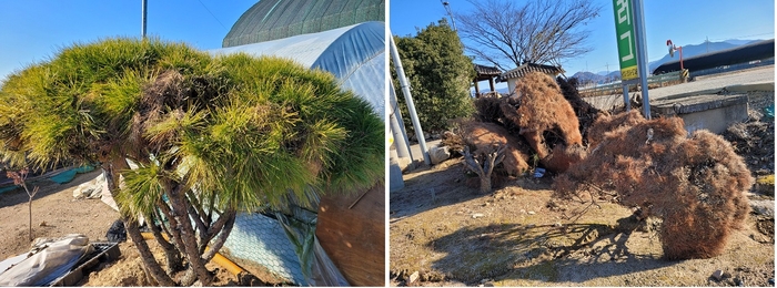 지난 9월 하이 로우 토토 사이트병 확산으로 고사된 소나무(오른쪽)와 나노입자 기반 하이 로우 토토 사이트 방제약 '원샷'으로 방제돼 12월 현재 병 확산이 멈춘 소나무(왼쪽).