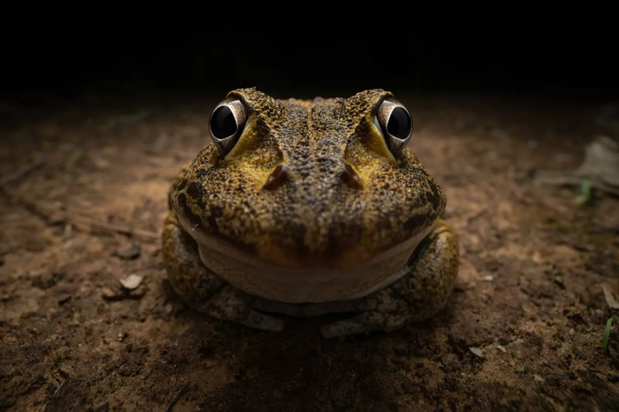 '니콘 코미디 와일드라이프 어워즈 2024' 젊은 작가상 'Awkward smiley frog'. 사진=Kingston Tam (Hong Kong)/comedy wildlife photo