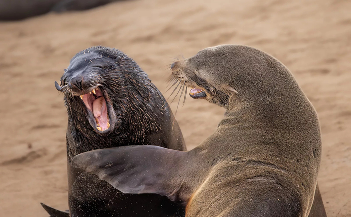 '니콘 코미디 와일드라이프 어워즈 2024' 최종 후보 'Are you kidding'. 사진=Marti Phillips (USA)/comedy wildlife photo