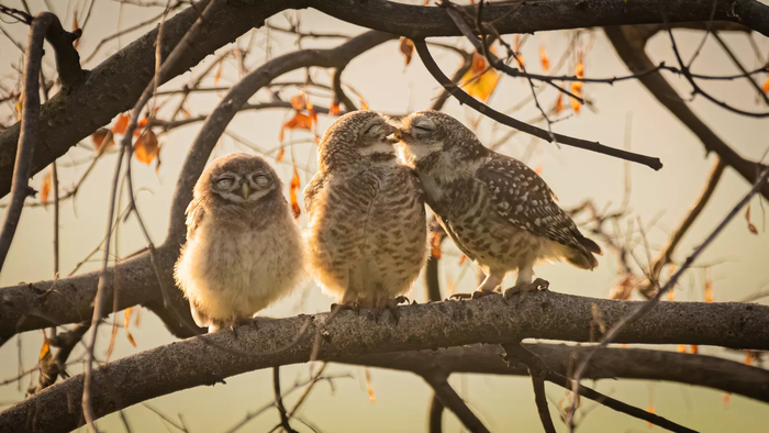 '니콘 코미디 와일드라이프 어워즈 2024' 주니어 작가상 'Smooching owlets'. 사진=Sarthak Ranganadhan (Indian)/comedy wildlife photo