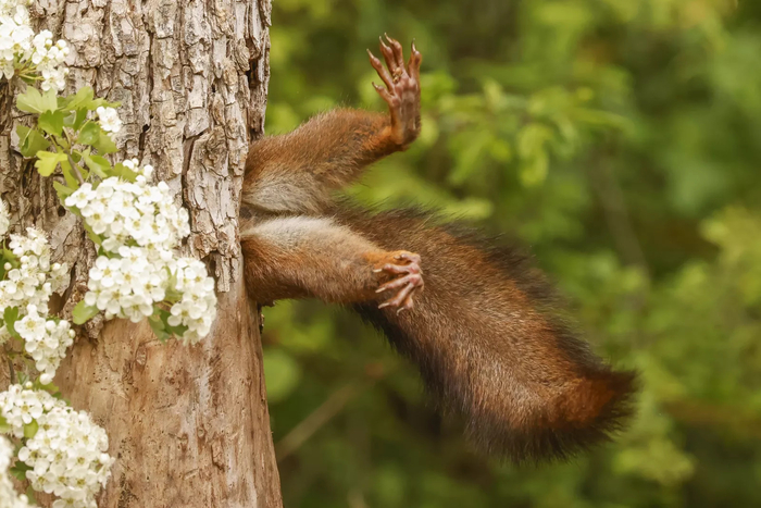 '니콘 코미디 와일드라이프 어워즈 2024' 종합 우승 'Stuck squirrel'. 사진=Milko Marchetti (Italian)/comedy wildlife photo