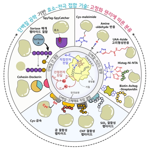 효소-전극 접합을 위한 혁신적 단백질 공학 접근법.
