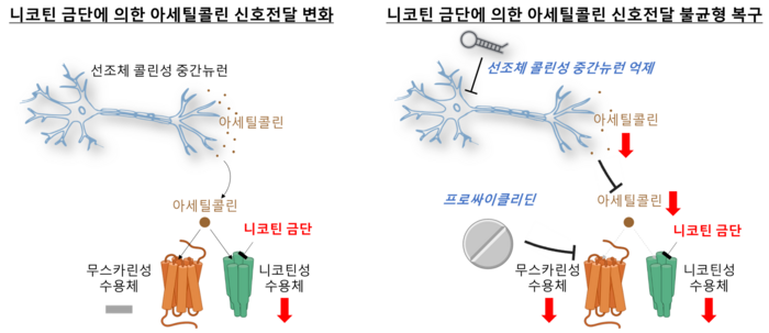 니코틴 금단과 아세틸콜린 신호전달 균형 가설