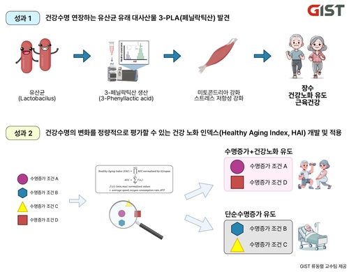 유산균 유래 대사산물 3-PLA(페닐락틱산) 발견 및 건강 노화 인텍스(HAI).