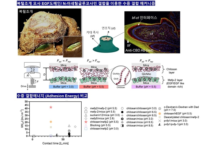 복털조개 모사 EGF 도메인/N-아세틸글루코사민 결합을 이용한 수중 결합 메커니즘