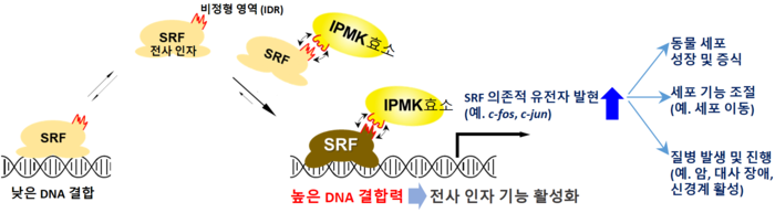 동물 세포 핵심 전사 인자인 SRF 단백질은 IPMK 효소와 직접 결합해 DNA 결합 능력을 얻고, 전사 활성화를 통해 동물 세포 성장·분화 등을 정교하게 조절한다.