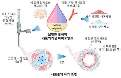 뇌혈관 특이적 세포외기질 바이오잉크와 3D 바이오프린팅으로 만든 혈관 모델